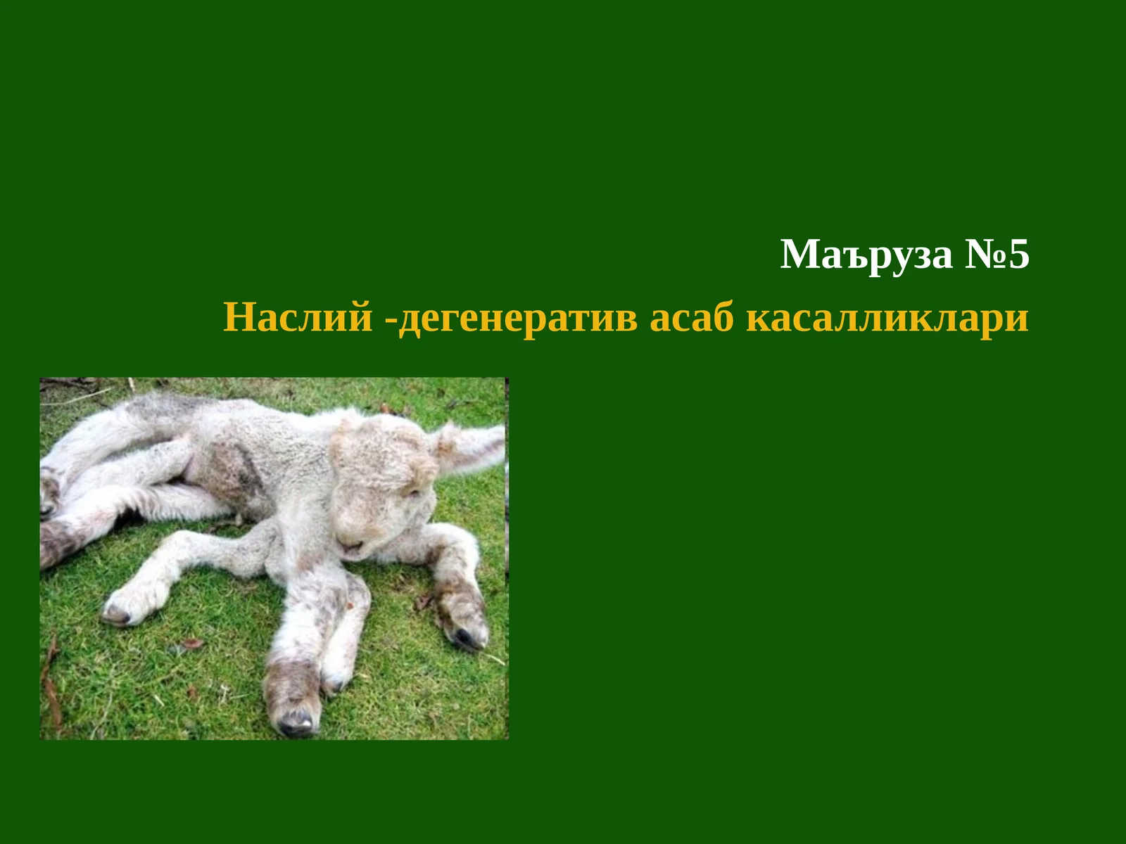 Наслий -дегенератив асаб касалликлари
