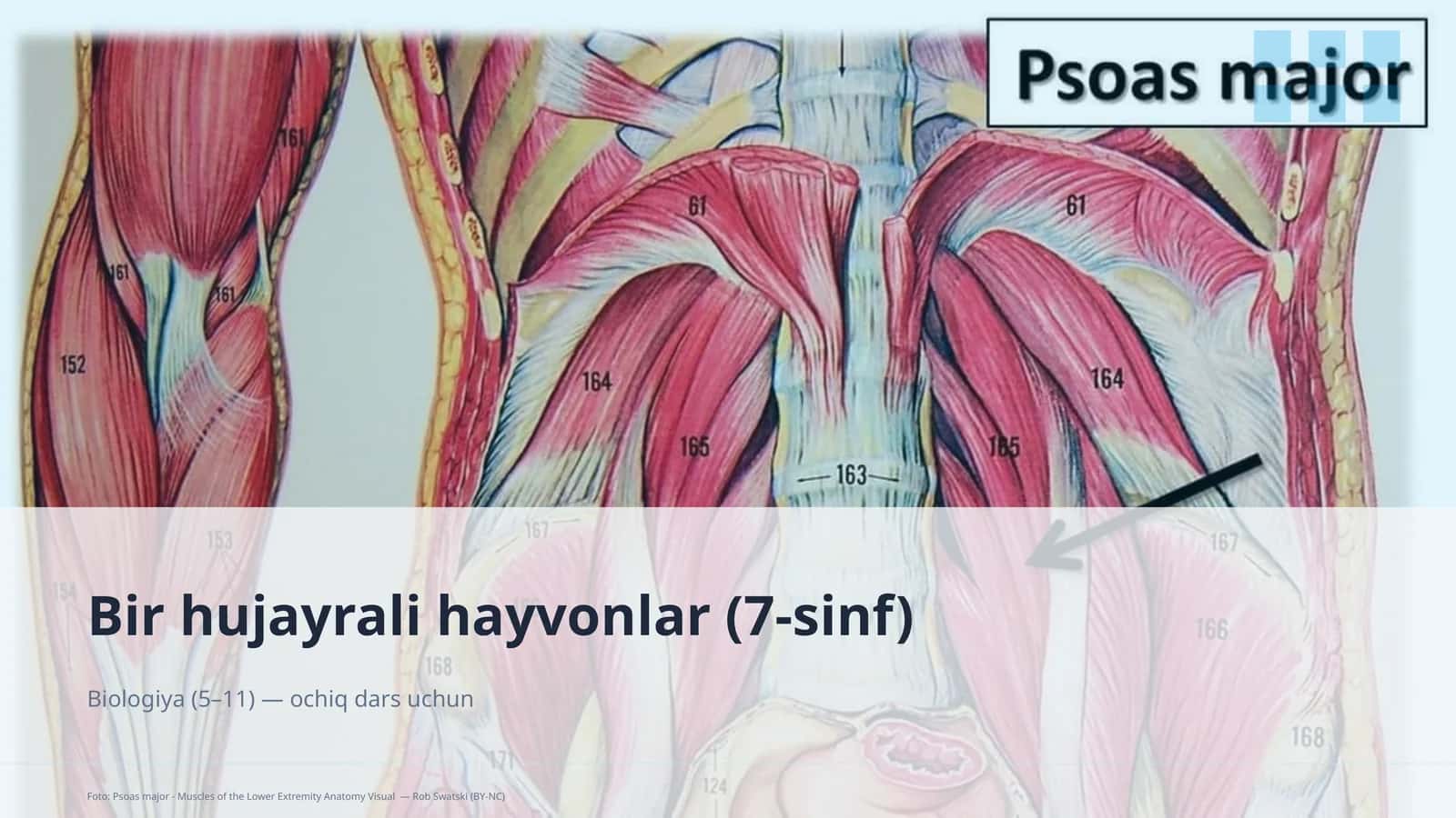Bir hujayrali hayvonlar (7-sinf)