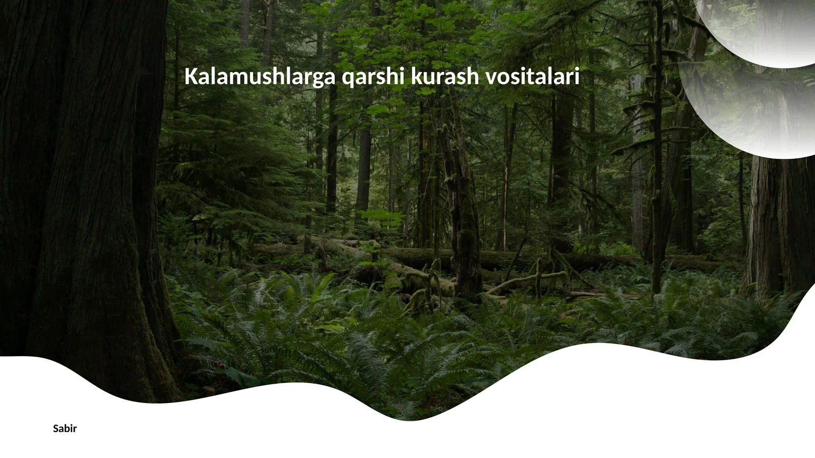 Kalamushlarga qarshi kurash vositalari