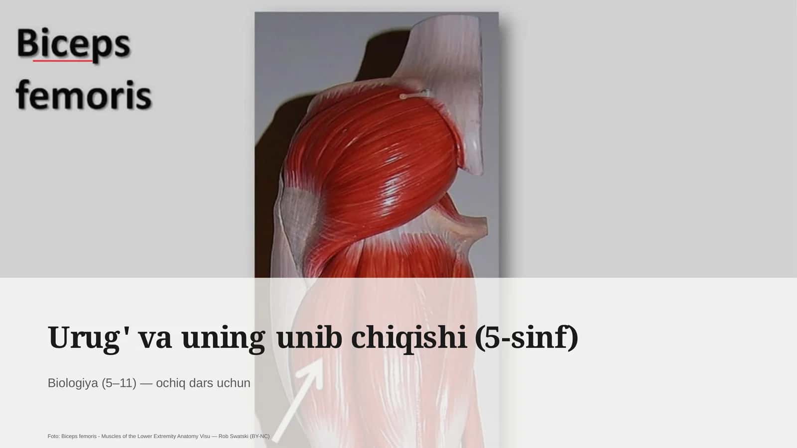 Urug' va uning unib chiqishi (5-sinf)