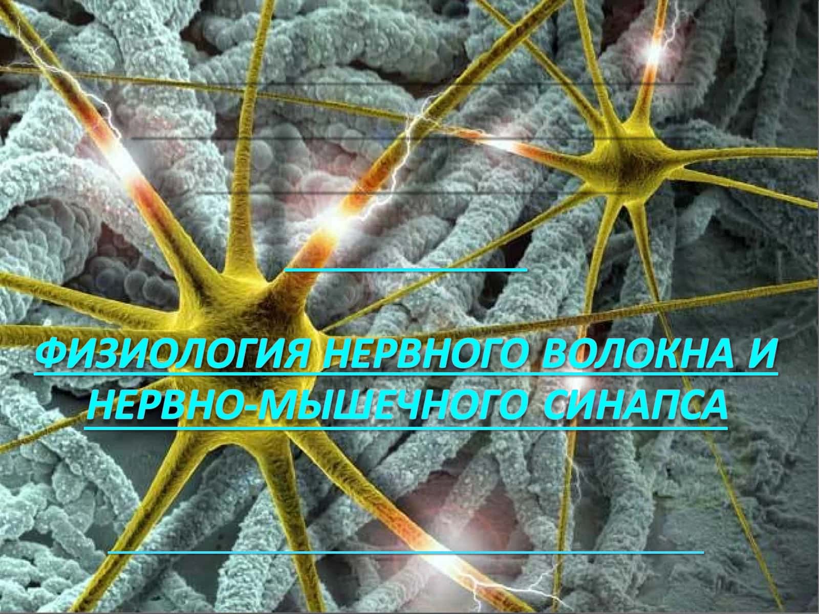 Проводимость как специфическое свойство возбудимых тканей