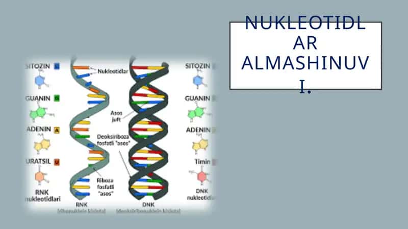 Nukleotidlar almashinuvi