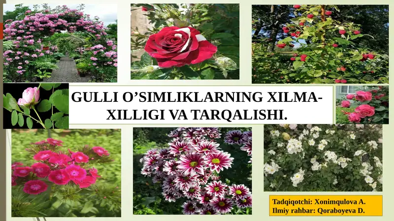 GULLI O’SIMLIKLARNING XILMA-XILLIGI VA TARQALISHI