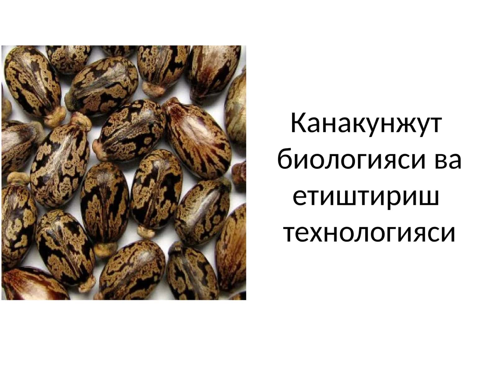 Канакунжут биологияси ва етиштириштехнологияси