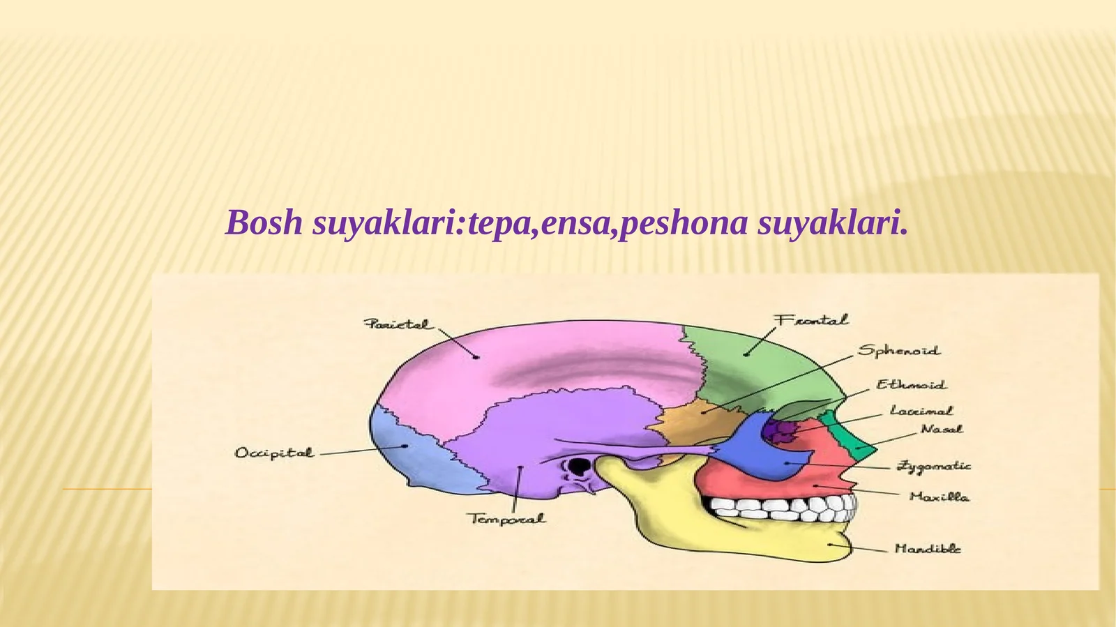 Bosh suyaklari
