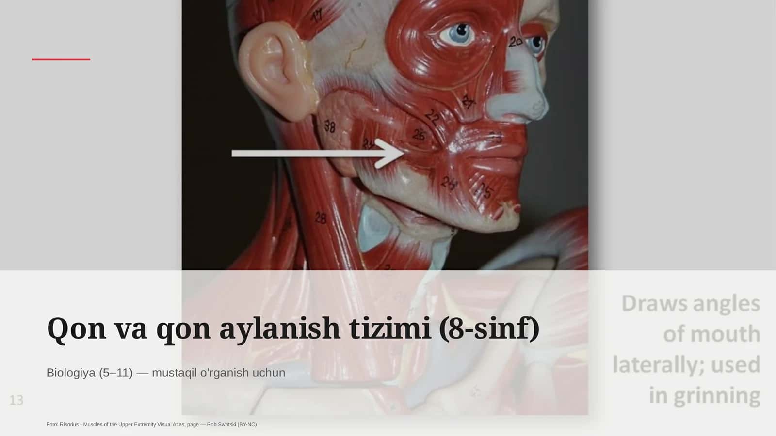 Qon va qon aylanish tizimi (8-sinf)