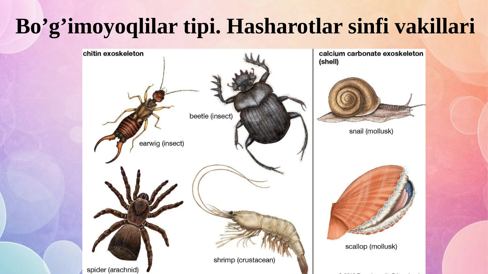 Bo’g’imoyoqlilar tipi. Hasharotlar sinfi vakillari.