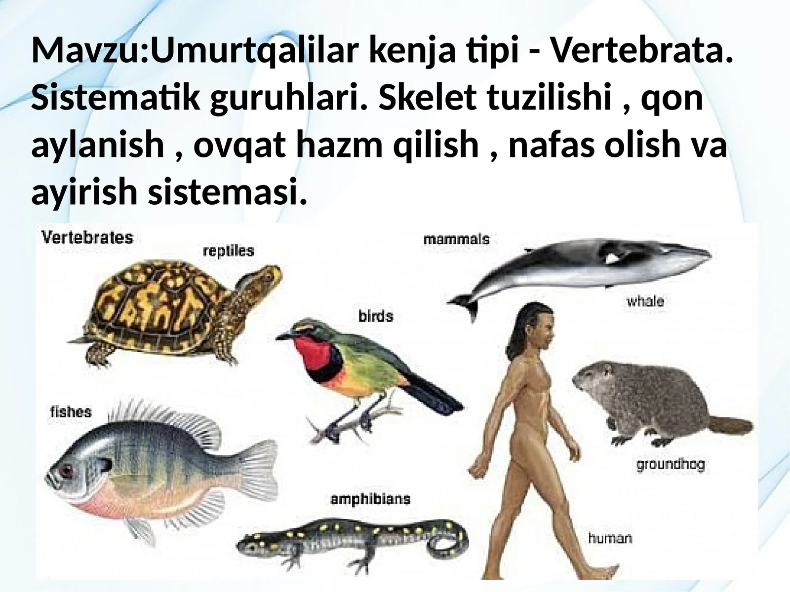Umurtqalilar kenjatipi