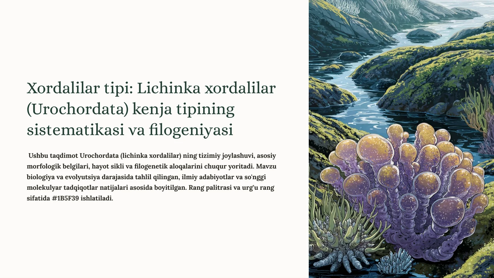 Lichinka xordalilar (Urochordata)