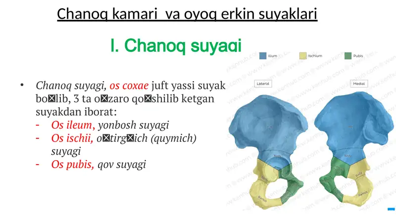 Chanoq suyagi va oyoq erkin suyaklari