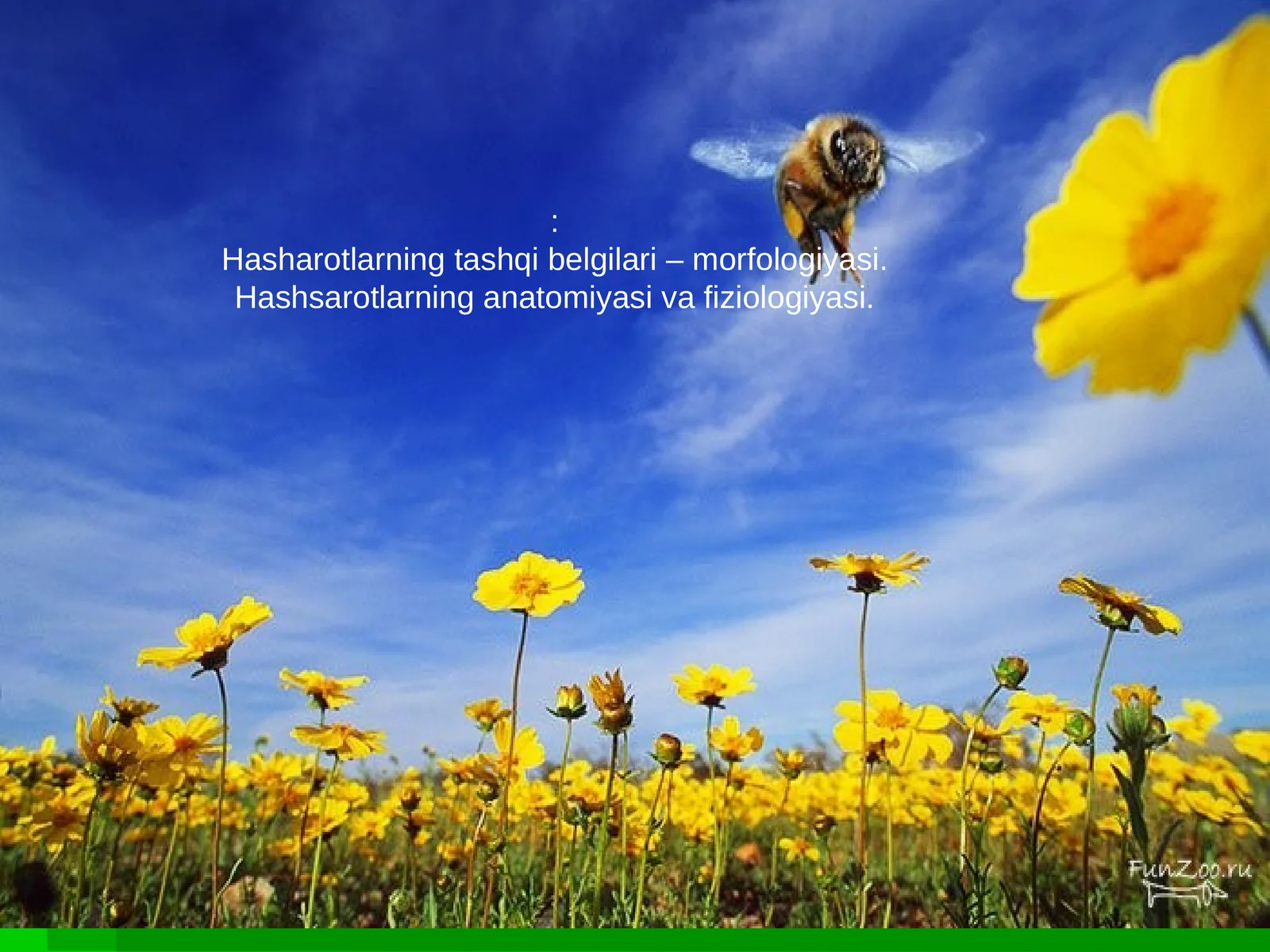 Hasharotlar anatomiyasi va fiziologiyasi