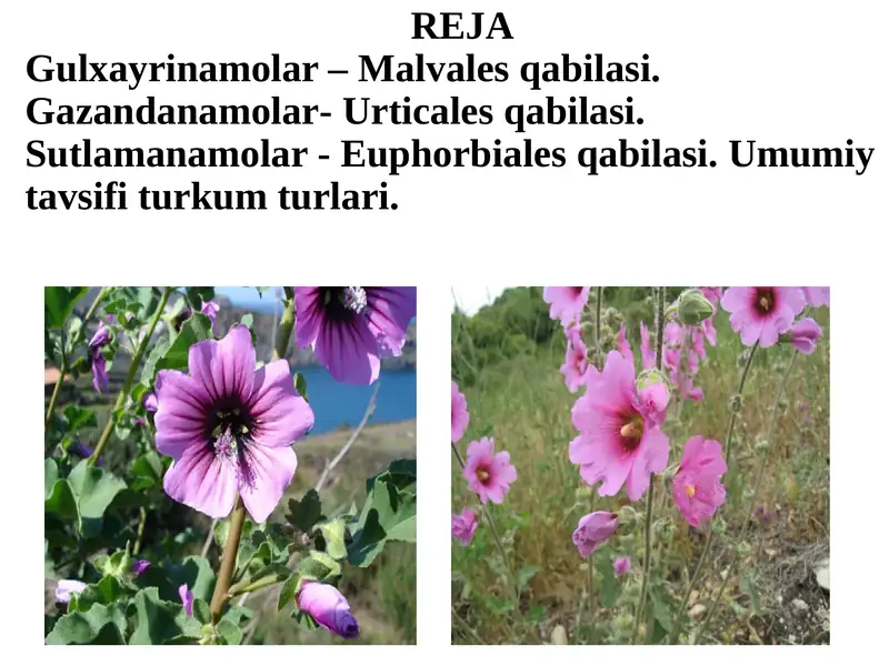 Gulxayrinamolar – Malvales