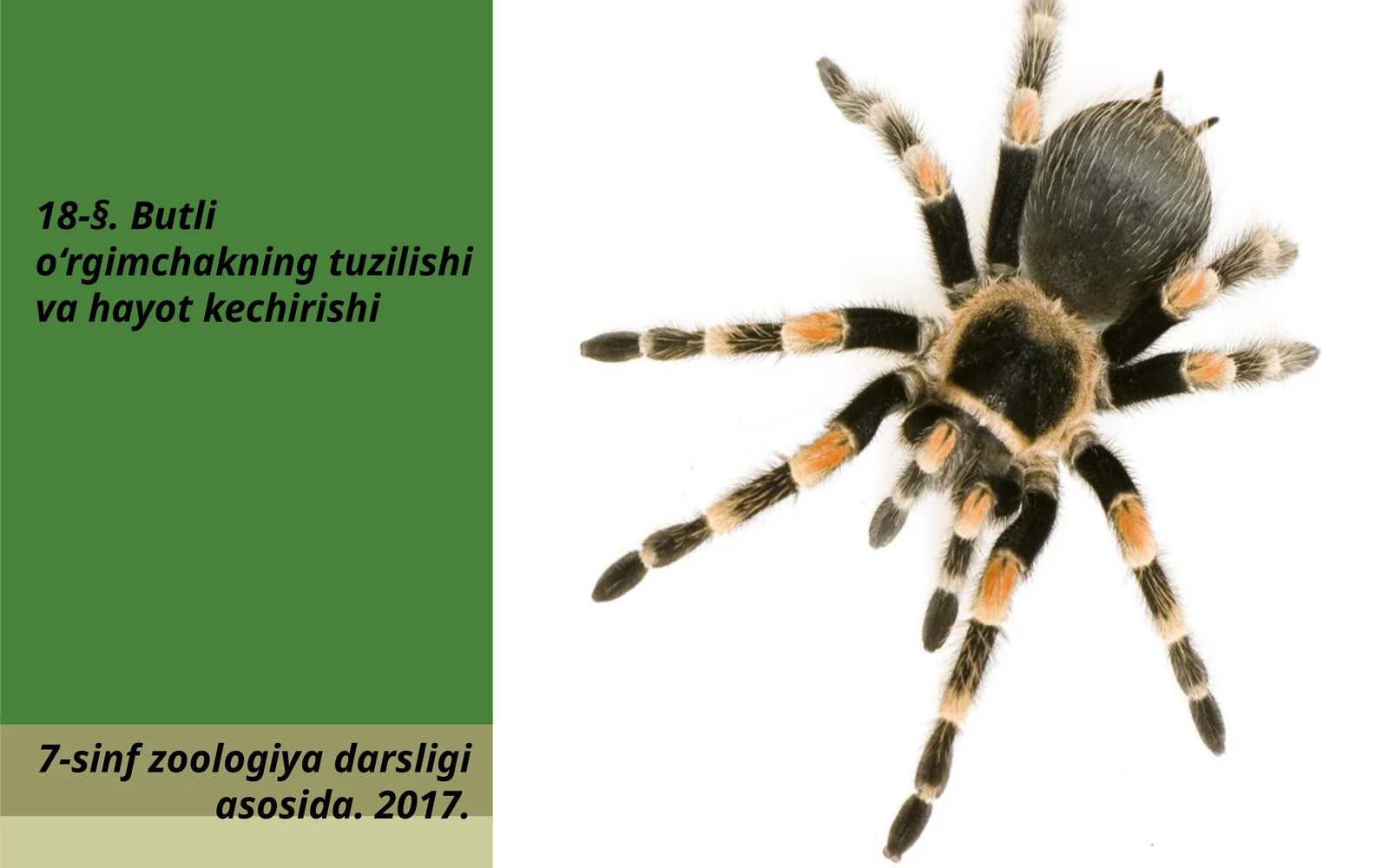 7-sinf Zoologiya 'Butli o'rgimchakning tuzilishi va hayot kechirishi' ko'rgazma
