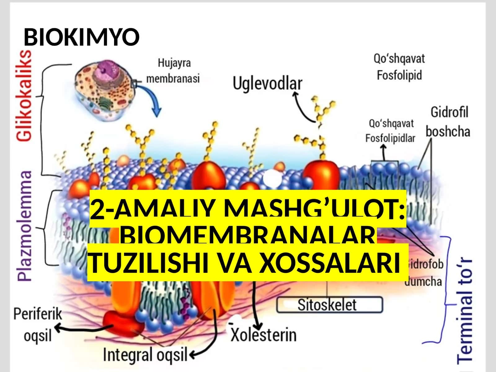 BIOMEMBRANALAR TUZILISHI VA XOSSALARI