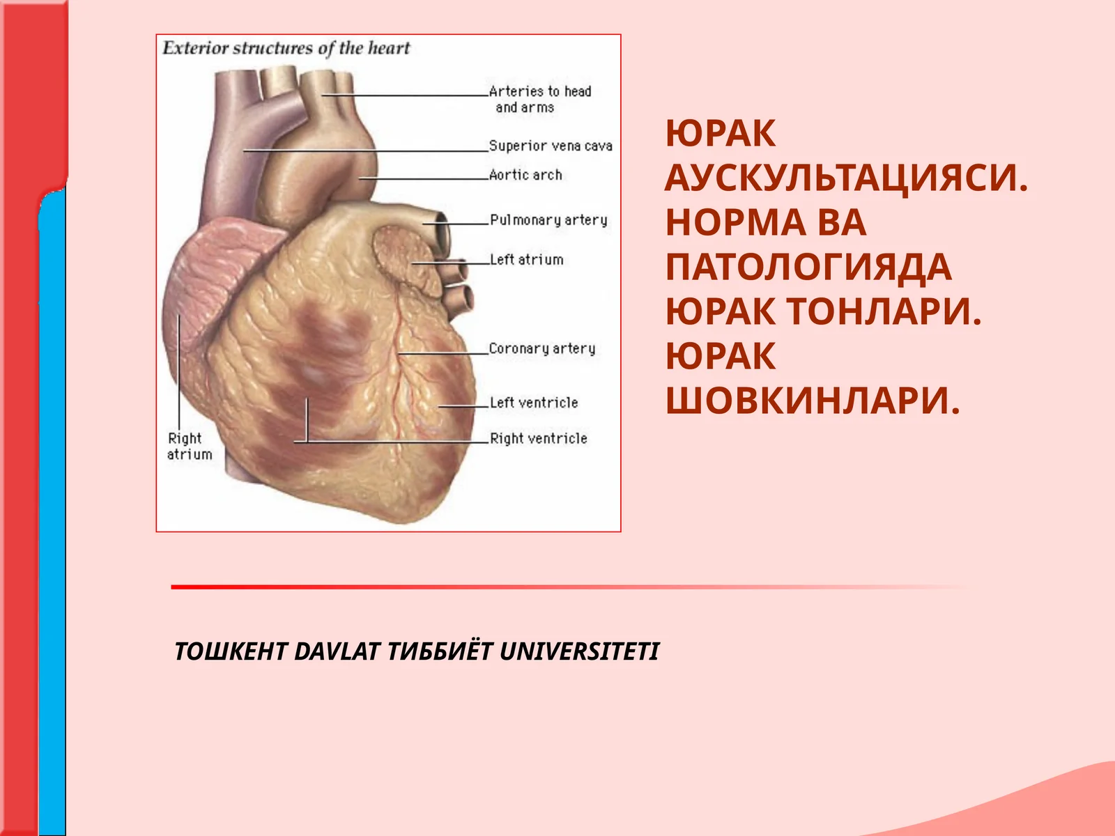 ЮРАК АУСКУЛЬТАЦИЯСИНИНГ АСОСИЙ КОИДАЛАРИ