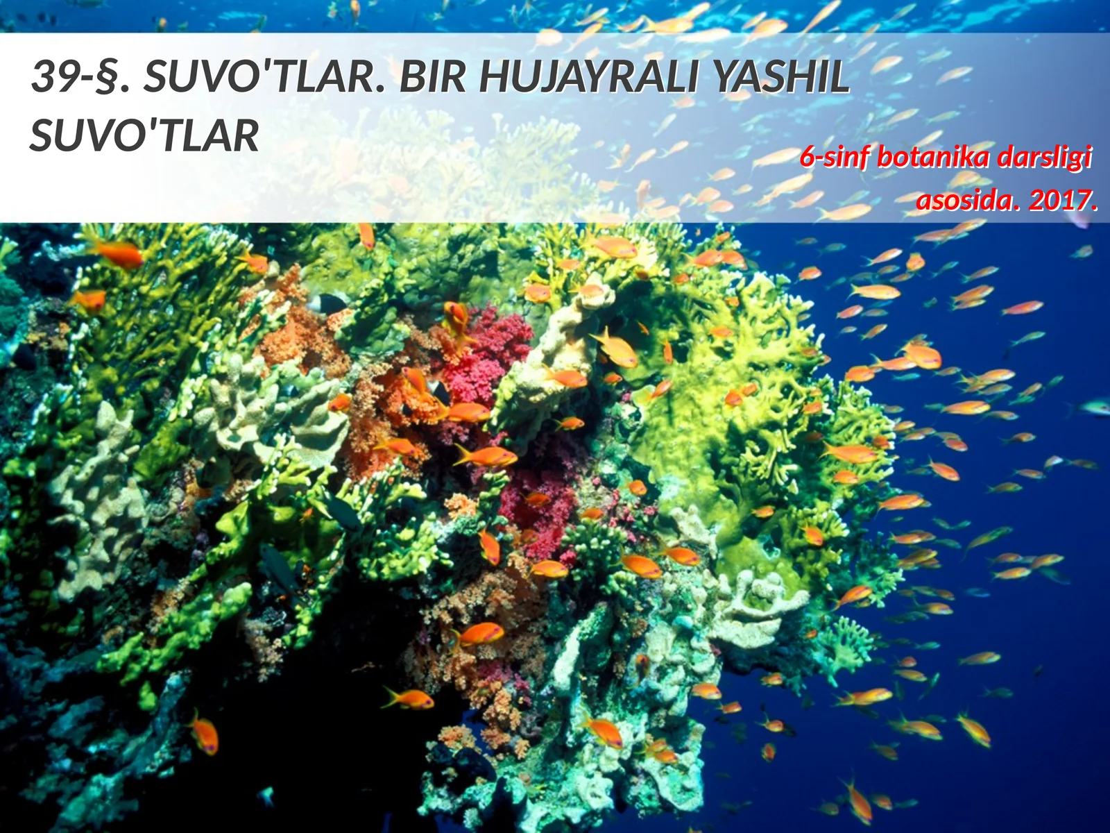 6-sinf Botanika Suvo'tlar, bir hujayrali yashil suvo'tlari
