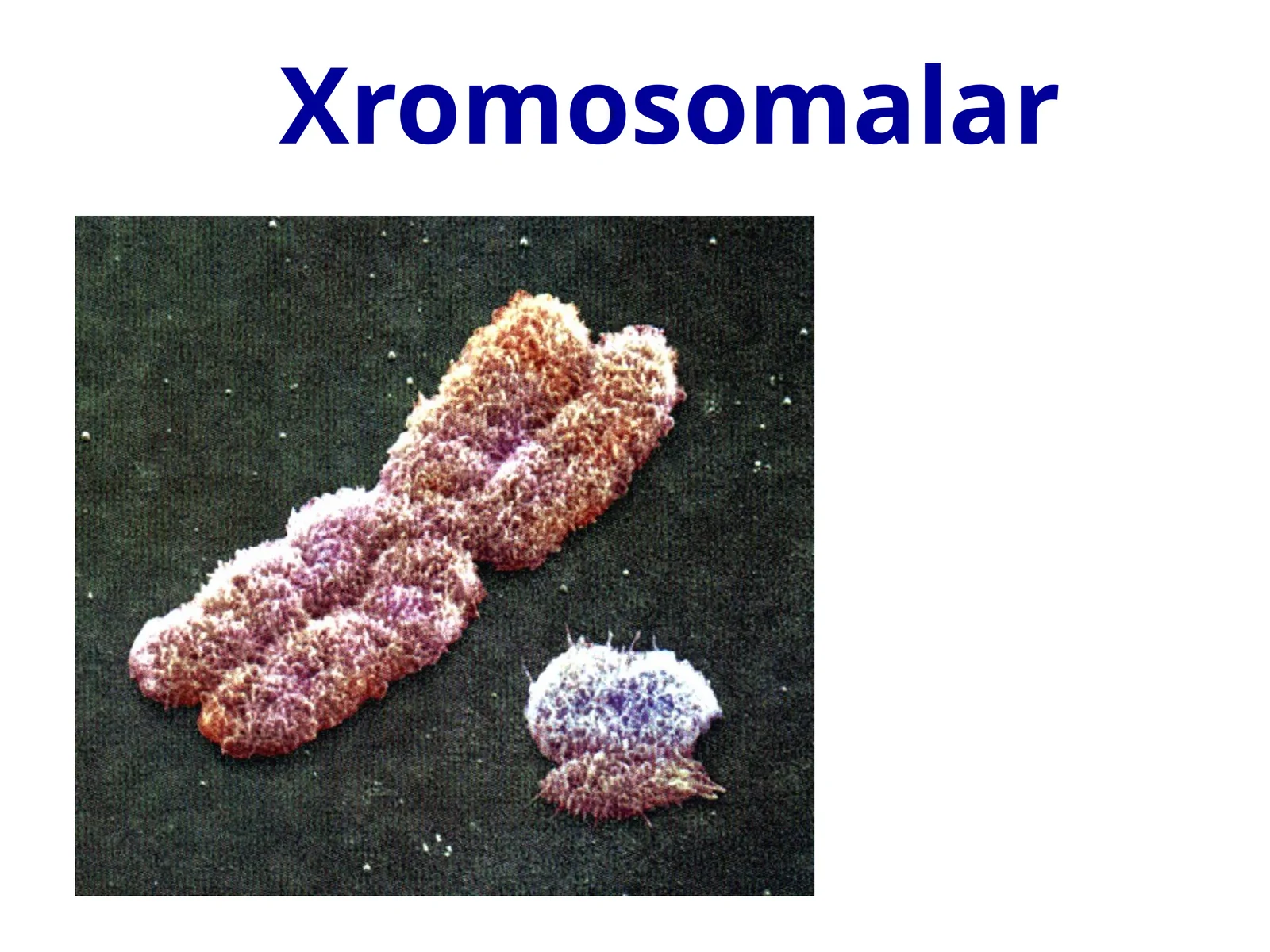 Xromosomalar
