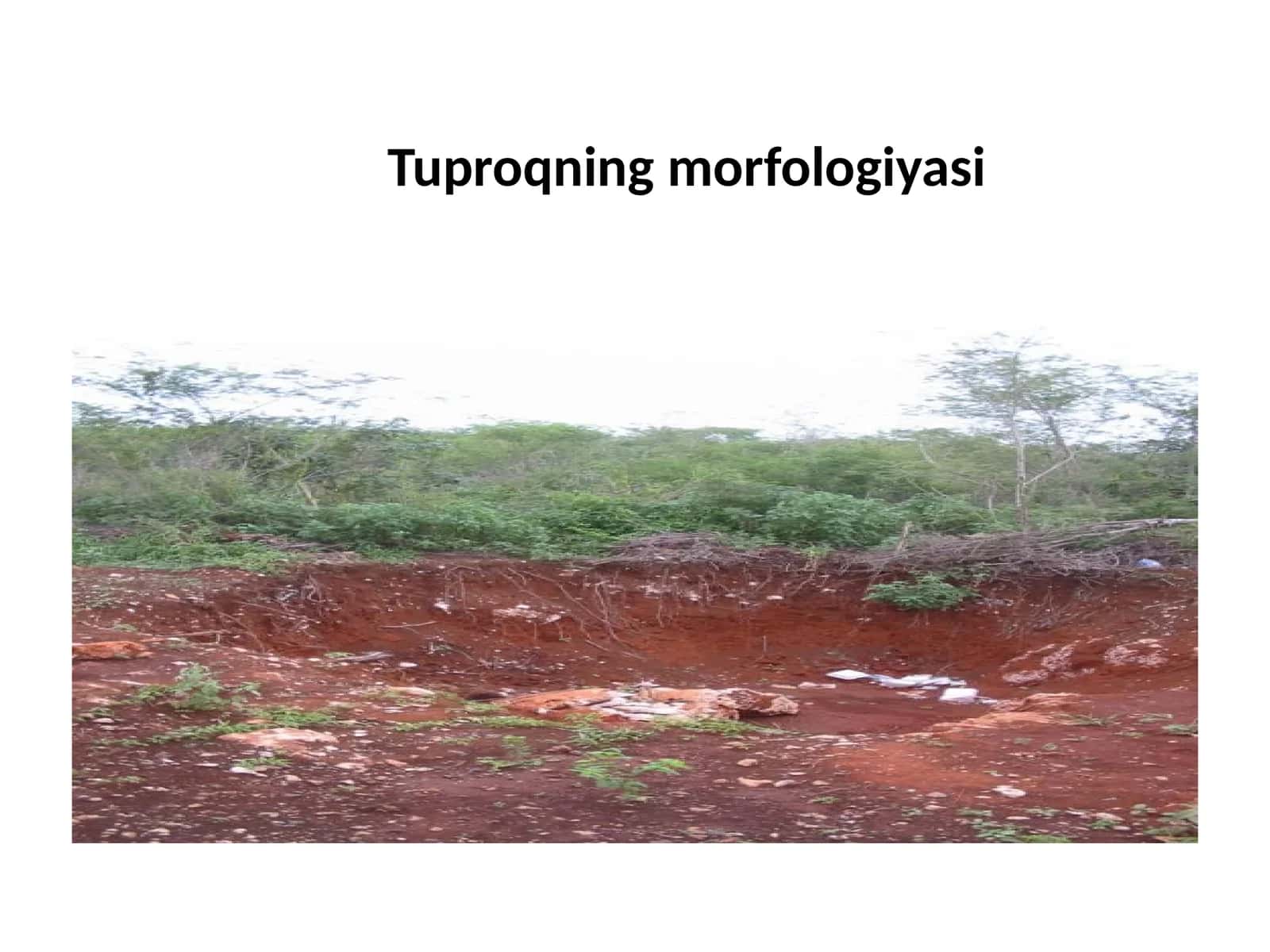 tuproq morfologiyasi