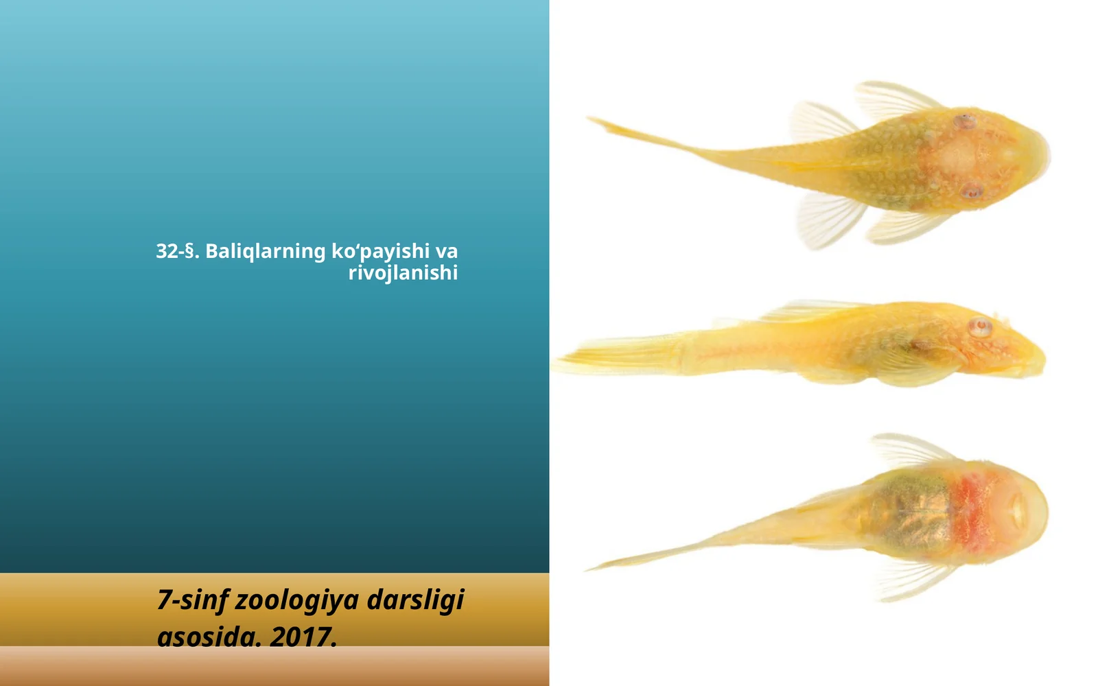 7-sinf Zoologiya 'Baliqlarning ko'payishi va rivojlanishi' ko'rgazma