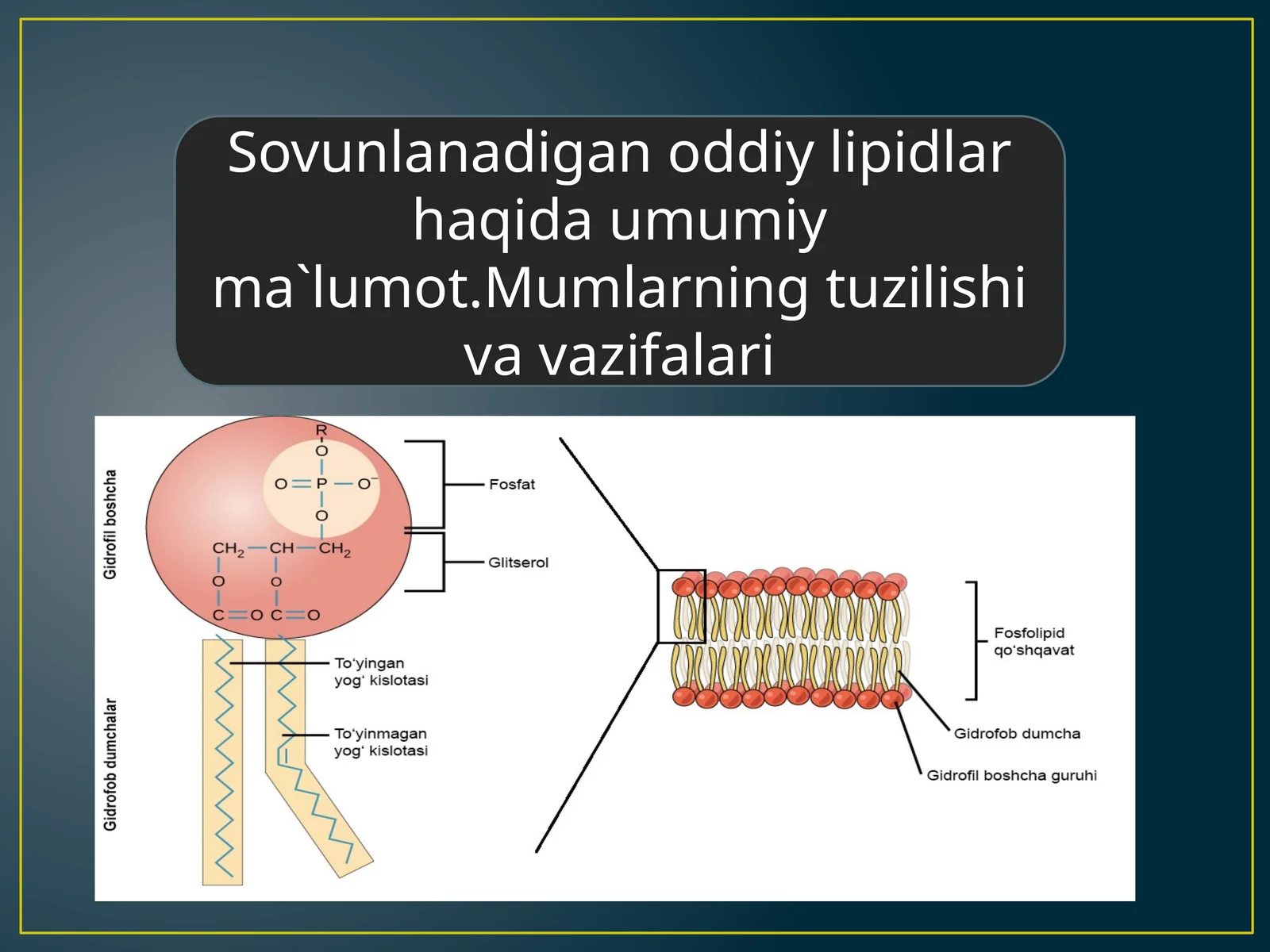 Sovunlanadigan odiy lipidlar haqida umumiy ma'lumot. Mumlar tuzilishi va vazifalari