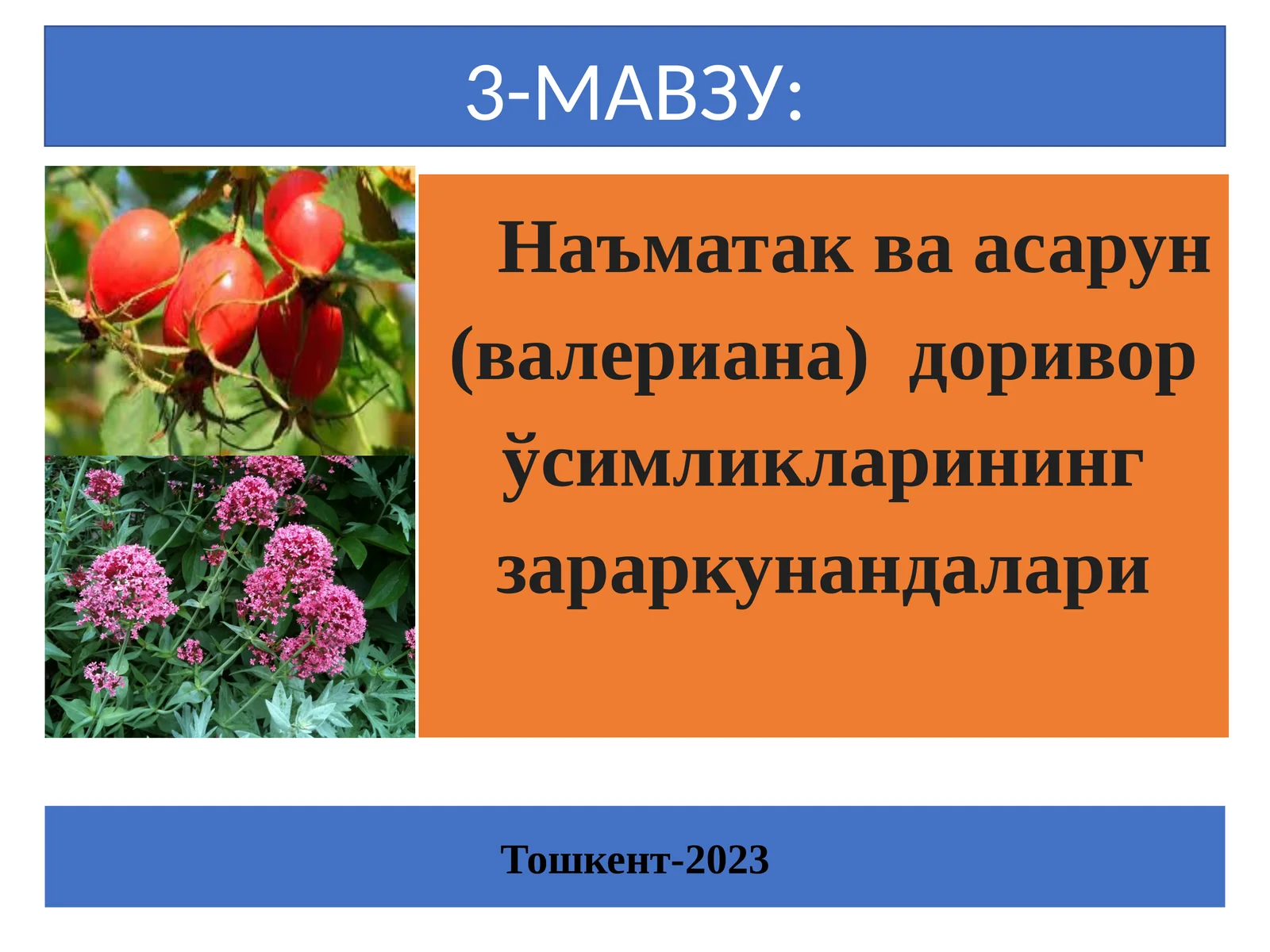 Наъматак ва асарун (валериана) доривор ўсимликларининг зараркунандалари