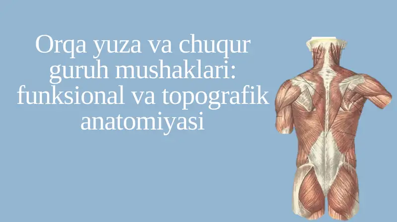 Orqa yuza va chuqur guruh mushaklari: funksional va topografik anatomiyasi