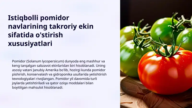 Istiqbolli pomidor navlarining takroriy ekin sifatida o'stirish xususiyatlari