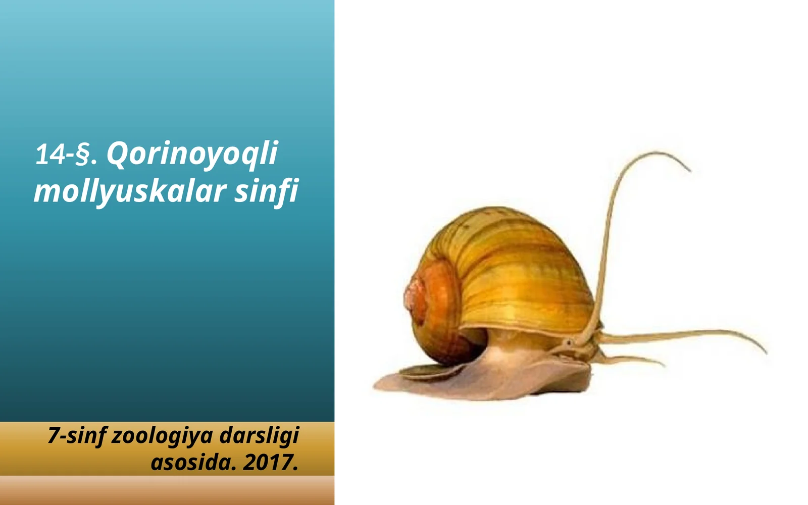 7-sinf Zoologiya 'Qorinoyoqli mollyuskalar sinfi' ko'rgazma