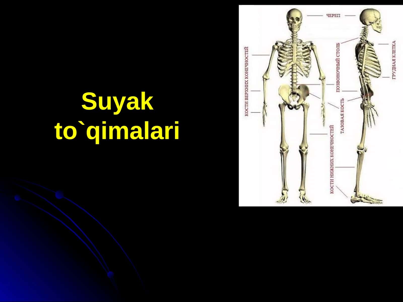 Suyak to`qimalari