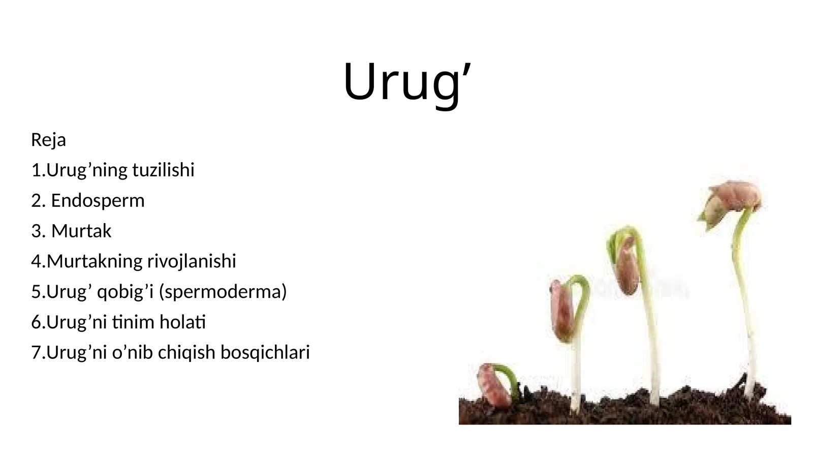 Urug
