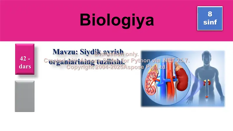 Siydik ajratish sistemasi organlari