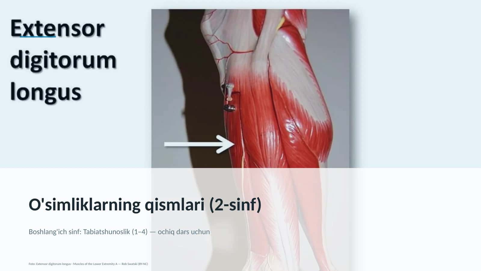 O'simliklarning qismlari (2-sinf)