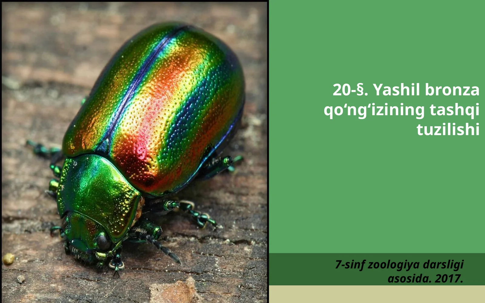 7-sinf Zoologiya 'Yashil bronza qo'ng'izining tashqi tuzilishi' ko'rgazma