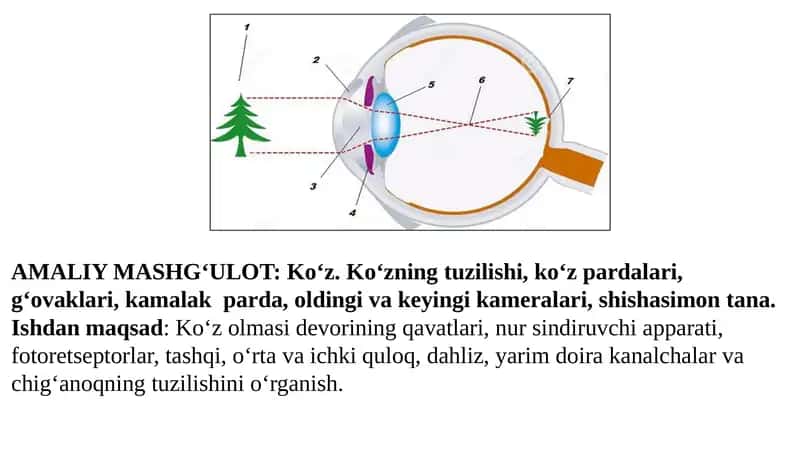 Ko‘z. Ko‘zning tuzilishi, ko‘z pardalari, g‘ovaklari, kamalak  parda, oldingi va keyingi kameralari, shishasimon tana.