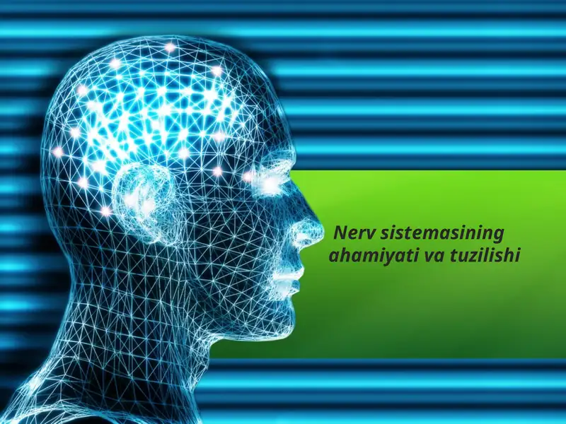 Nerv sistemasining ahamiyati va tuzilishi
