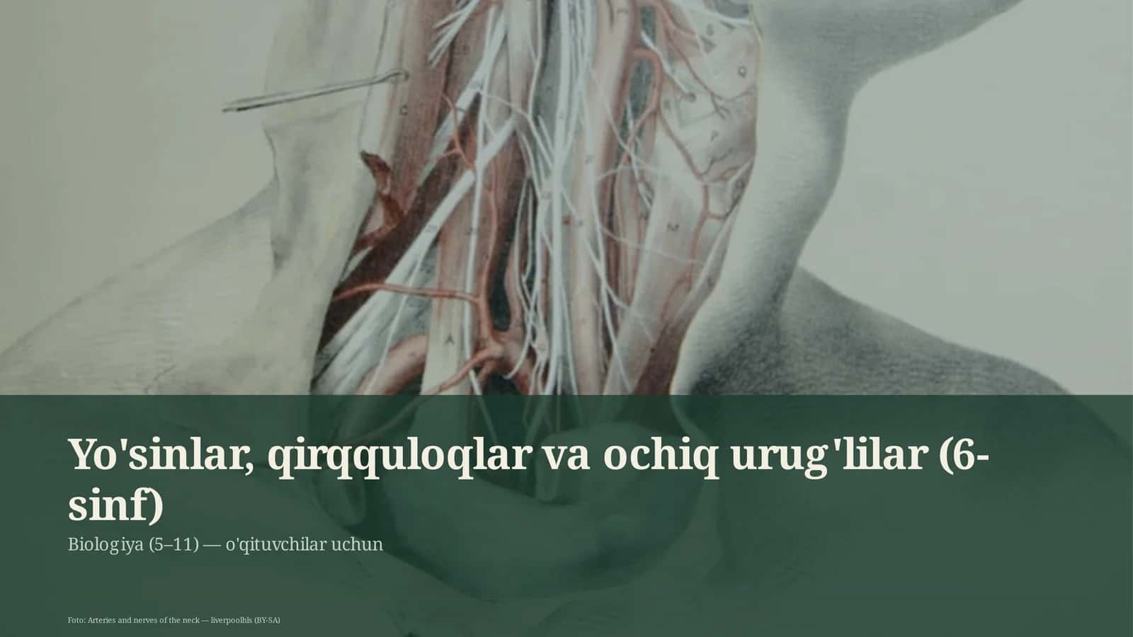 Yo'sinlar, qirqquloqlar va ochiq urug'lilar (6-sinf)