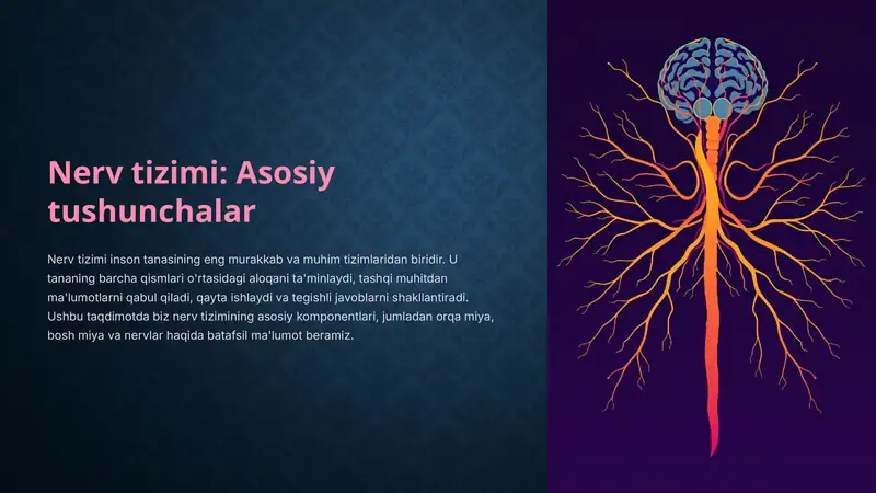 Nerv-tizimi-Asosiy-tushunchalar
