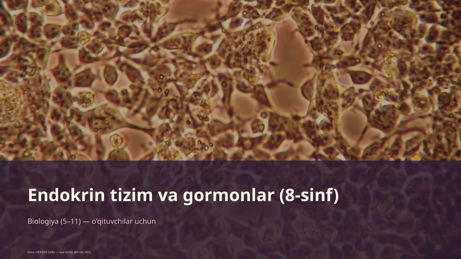 Endokrin tizim va gormonlar (8-sinf)