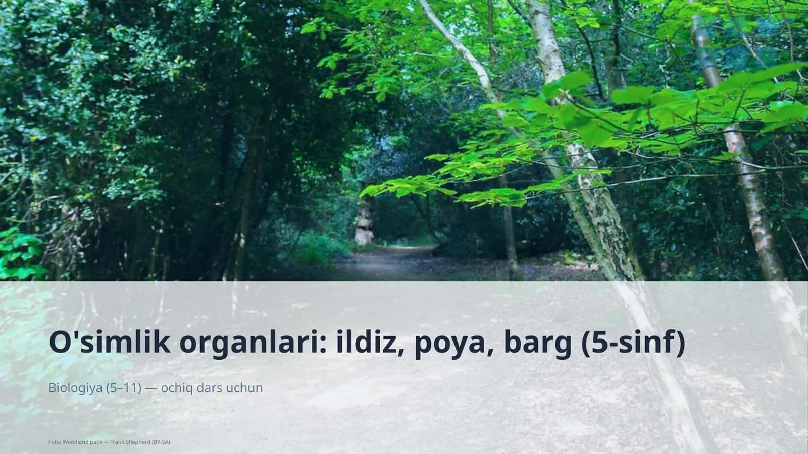 O'simlik organlari: ildiz, poya, barg (5-sinf)