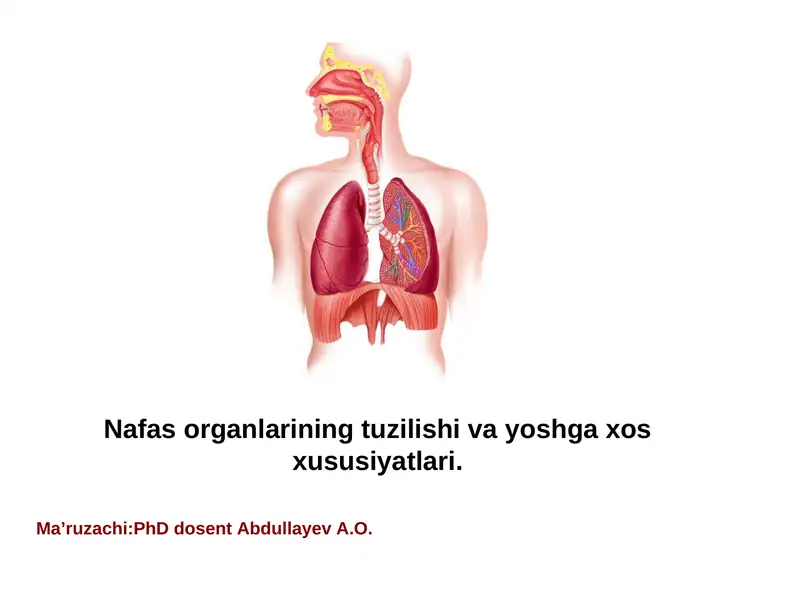 Nafas organlarining tuzilishi va yoshga xos xususiyatlari.
