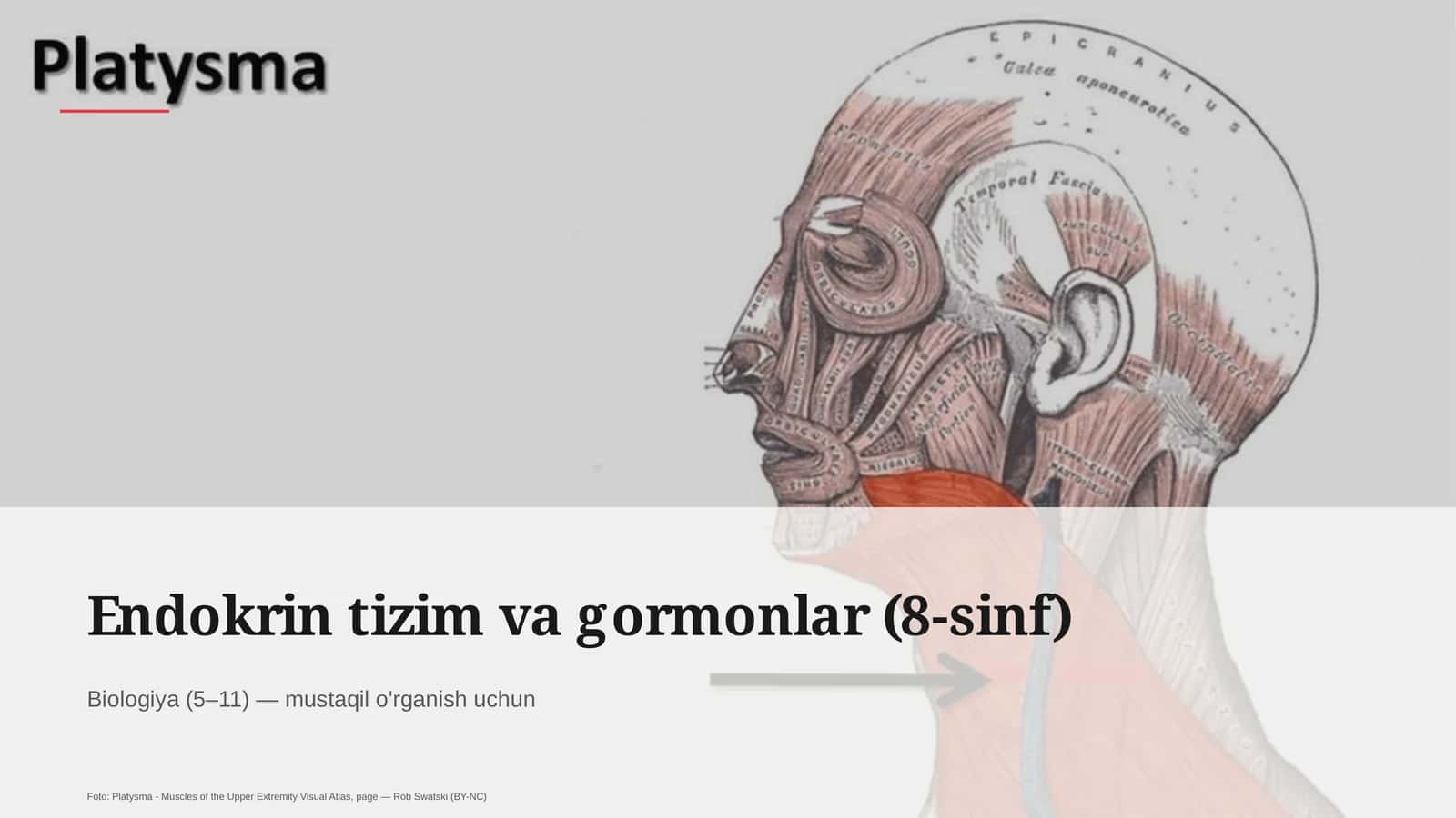 Endokrin tizim va gormonlar (8-sinf)