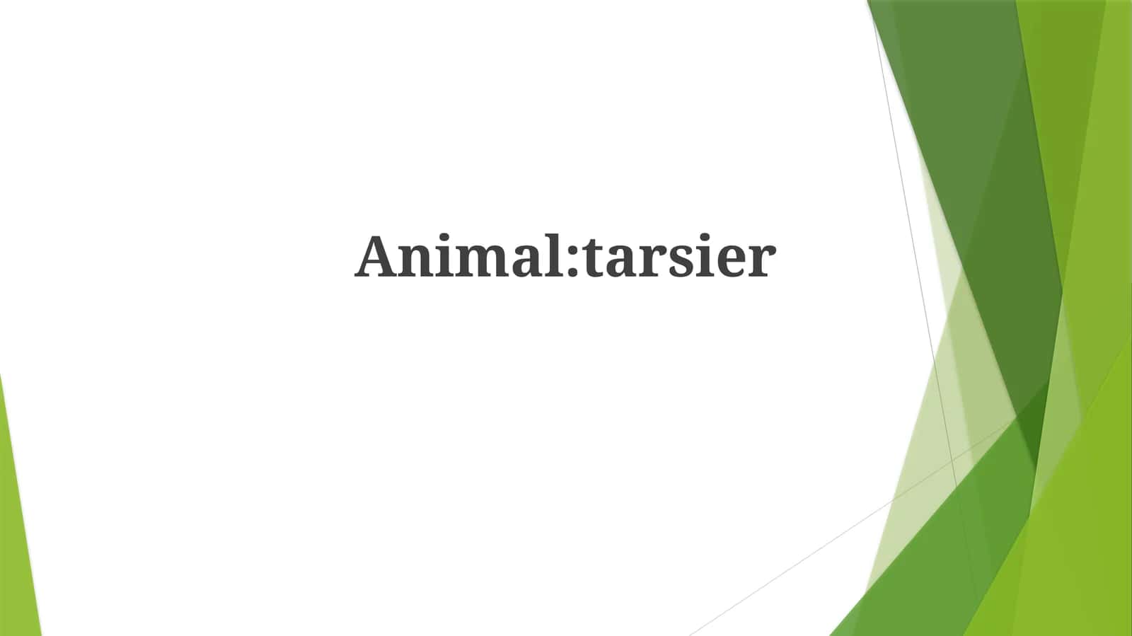 Tarsier