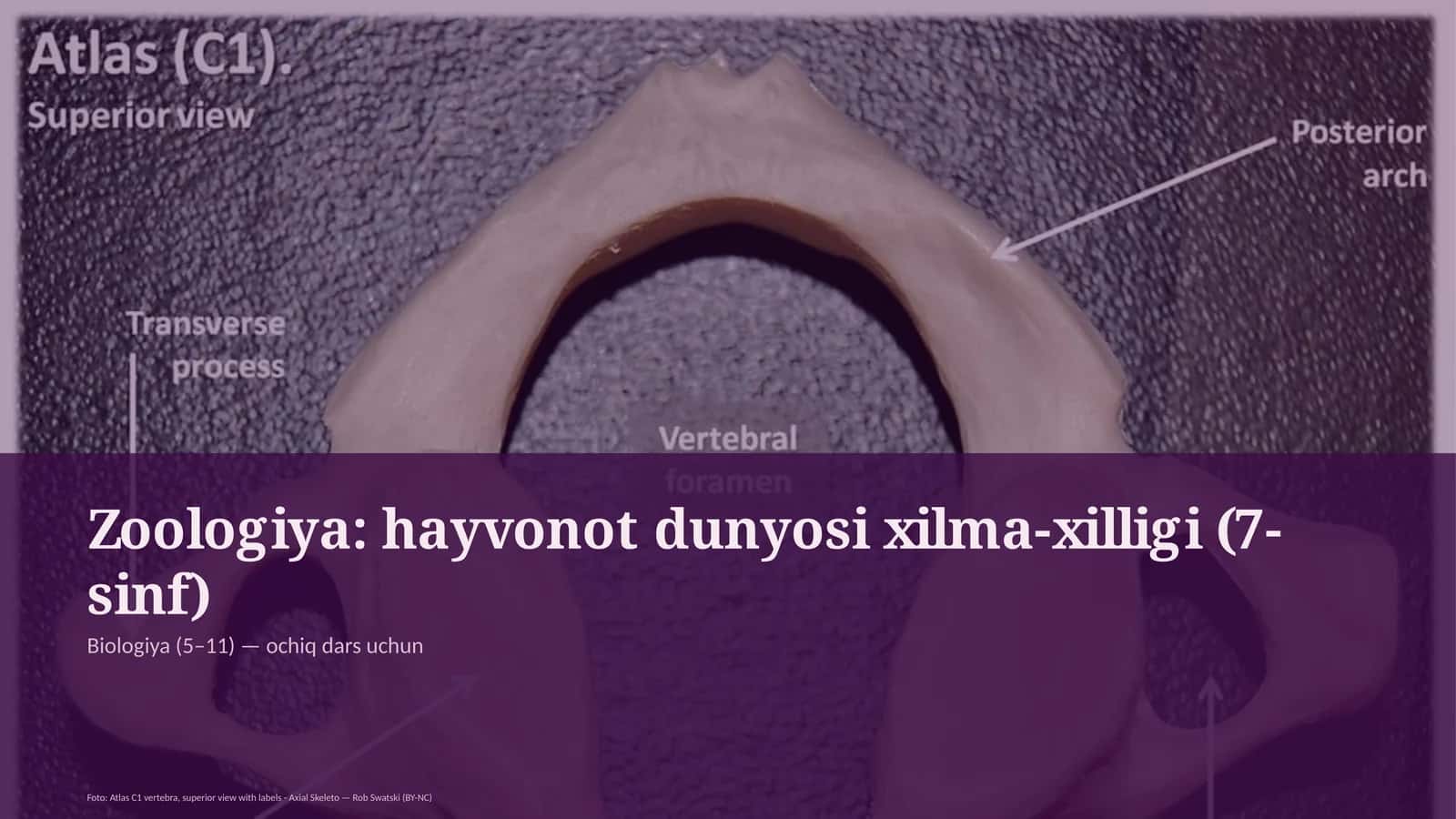Zoologiya: hayvonot dunyosi xilma-xilligi (7-sinf)