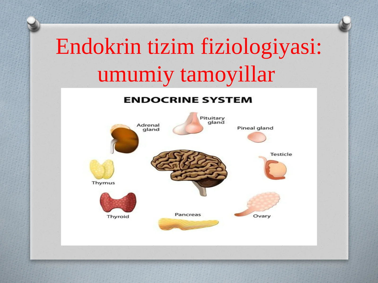 Endokrintizimfiziologiyasi:umumiytamoyillar