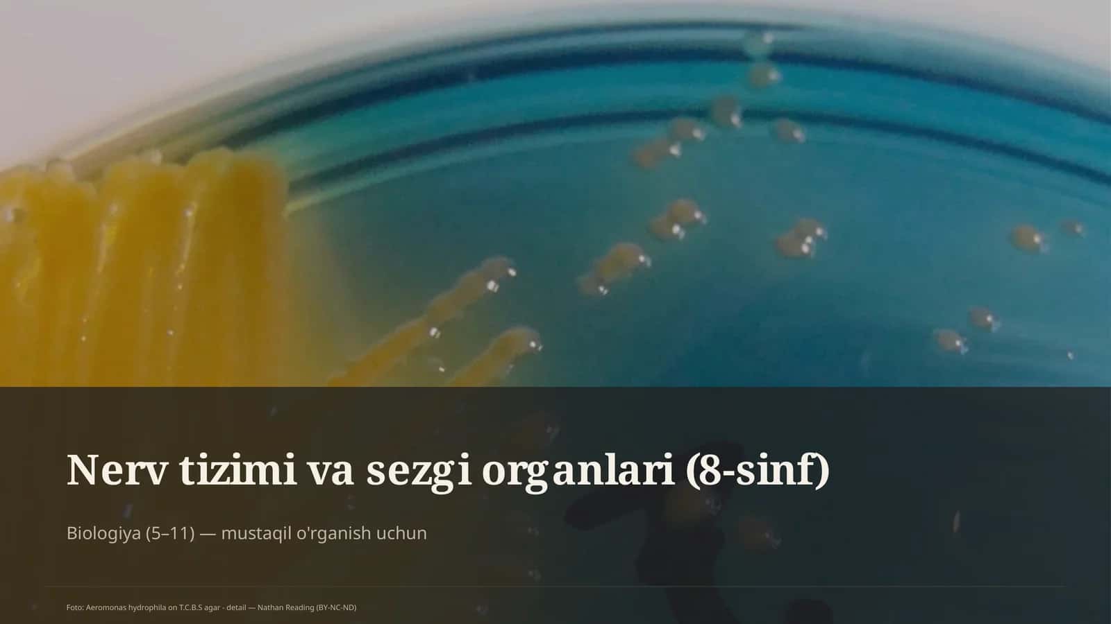 Nerv tizimi va sezgi organlari (8-sinf)