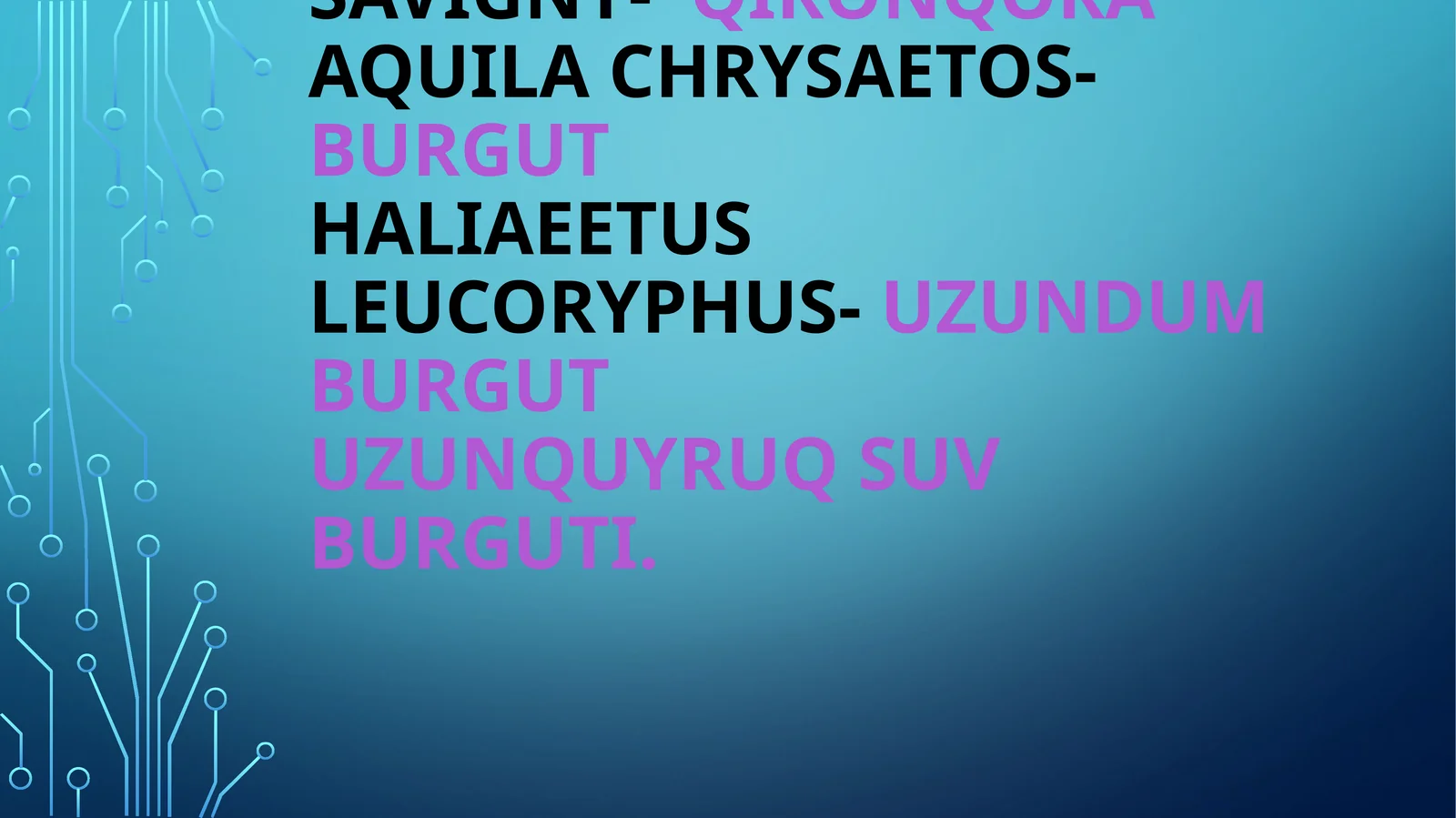 Aquila heliaca savigny-qironqora