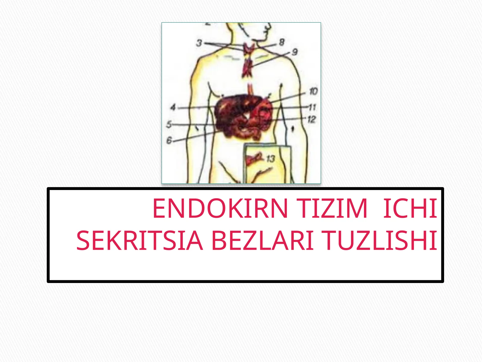 ENDOKIRN TIZIM ICHI SEKRITSIA BEZLARI TUZLISHI