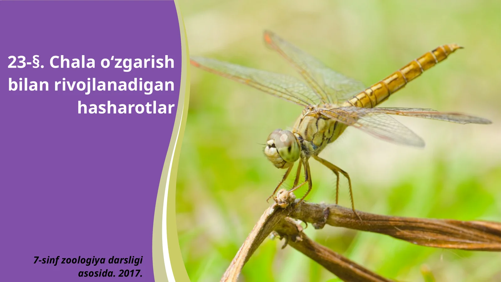 7-sinf Zoologiya 'Chala o'zgarish bilan rivojlanadigan hasharotlar' ko'rgazma