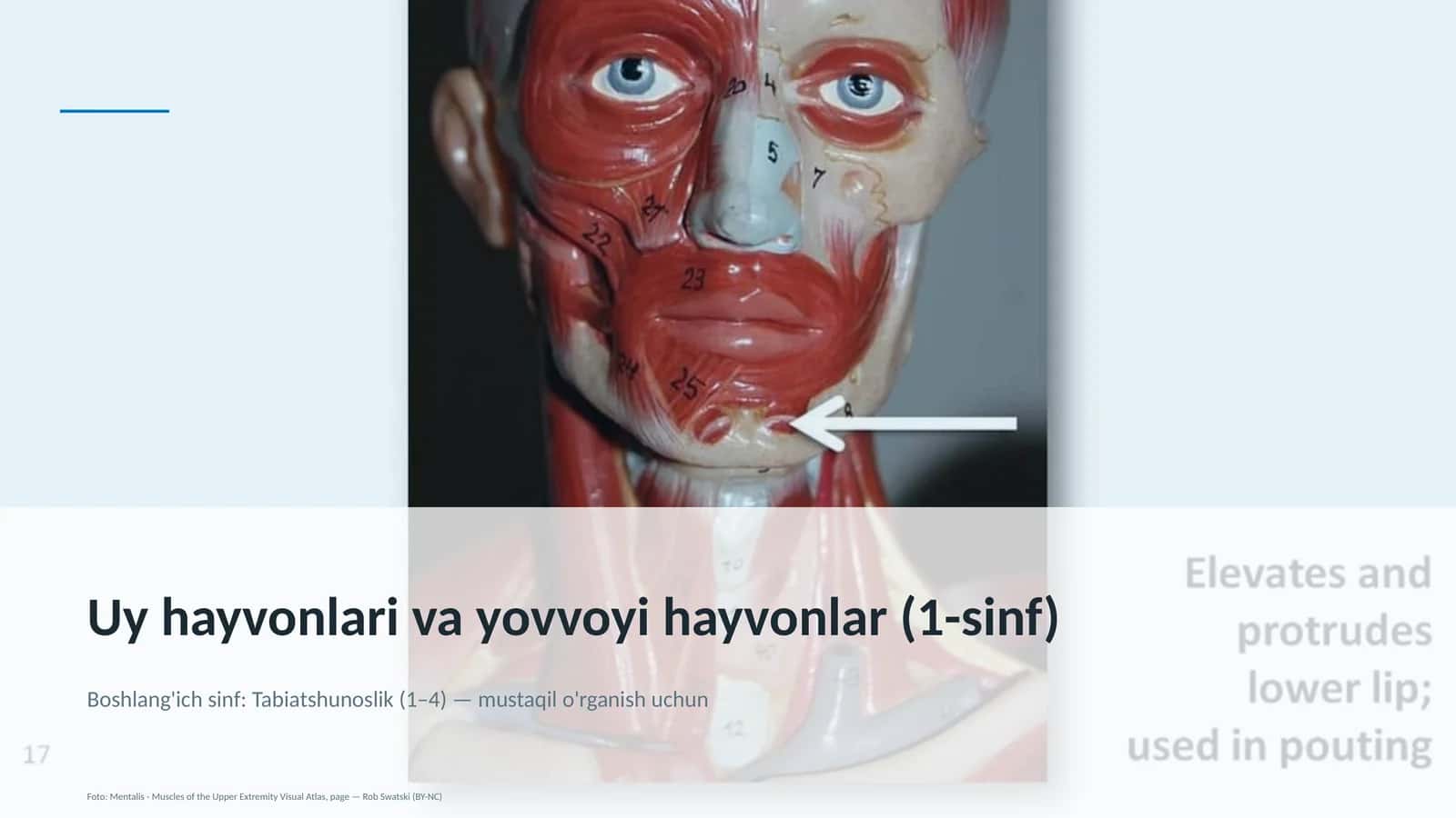 Uy hayvonlari va yovvoyi hayvonlar (1-sinf)