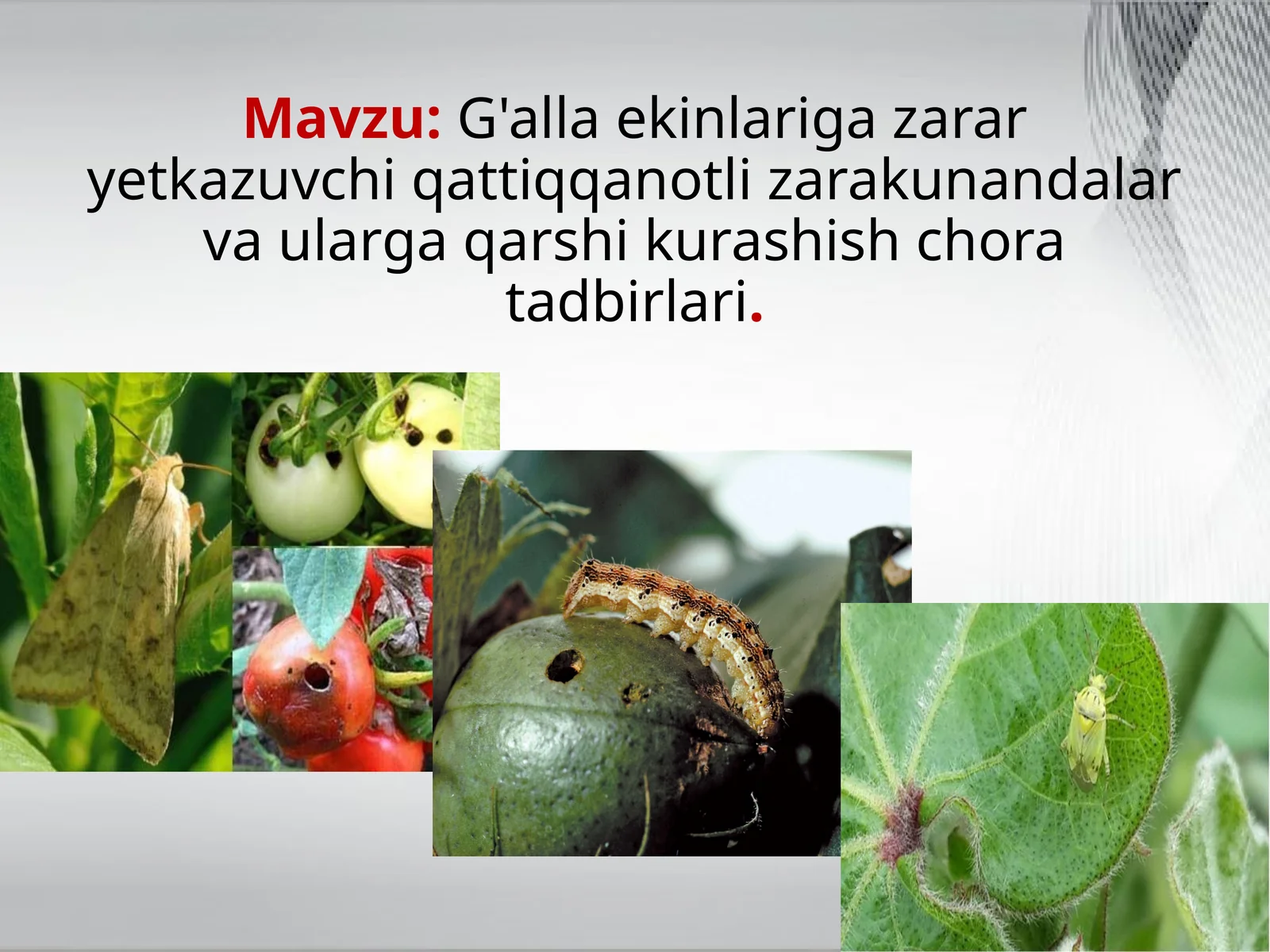 G'alla ekinlariga zarar yetkazuvchi qattiqqanotli zarakunandalar va ularga qarshi kurashish chora tadbirlari